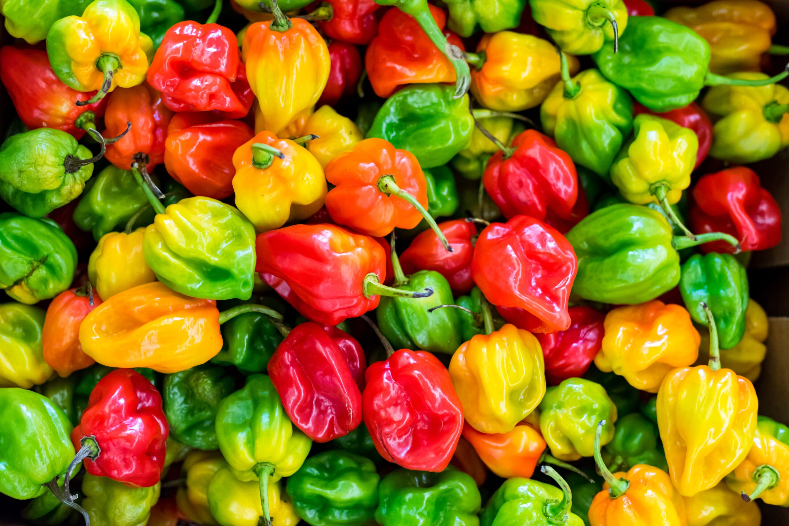 Tiempo de cocción para paella de pimiento
