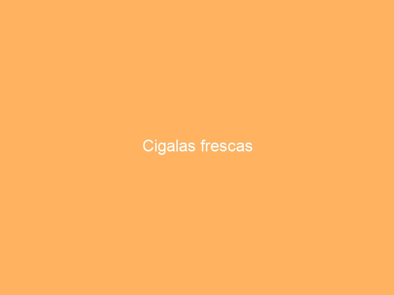 Cigalas frescas