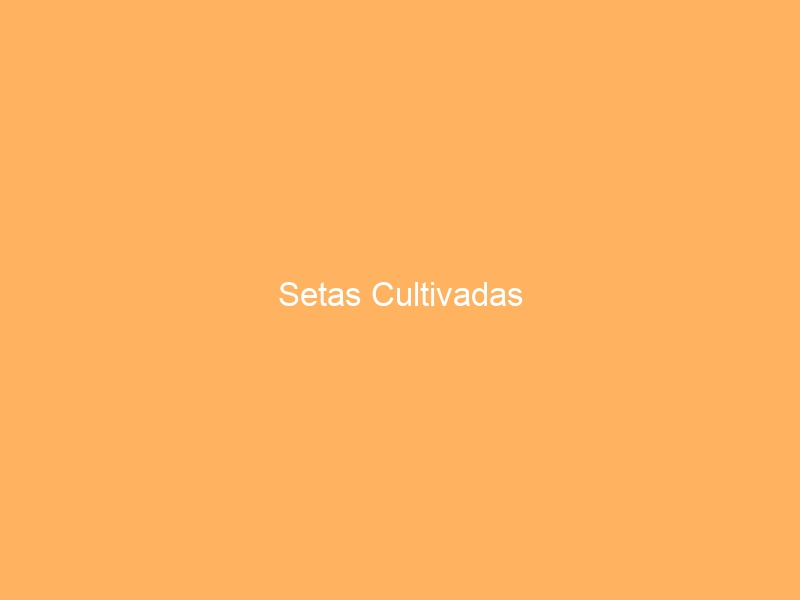 Setas Cultivadas